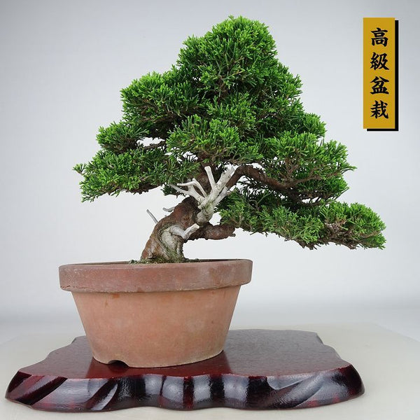 盆栽 真柏 樹高 約23cm しんぱく 高級盆栽 Juniperus chinensis シンパク “ジン シャリ” ヒノキ科 常緑樹 観賞用 n1198413114