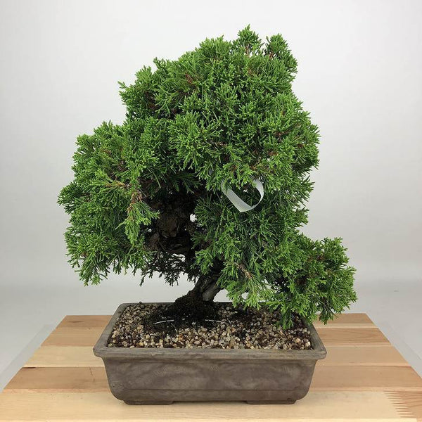 盆栽 真柏 樹高 約26cm しんぱく Juniperus chinensis シンパク ヒノキ科 常緑樹 観賞用 m1198410464