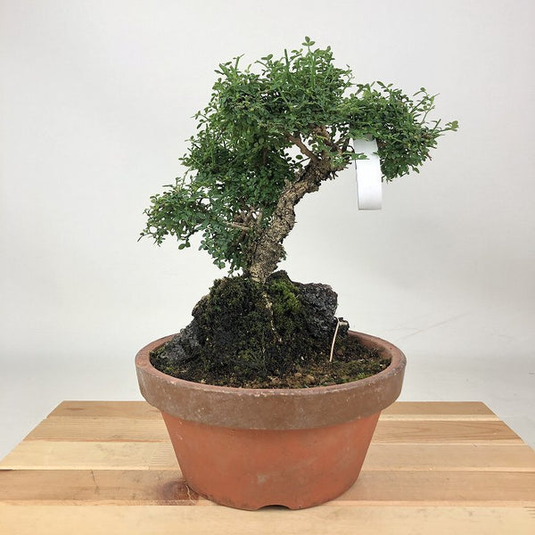 盆栽 黄梅 樹高 約20cm おうばい Jasminum nudiflorum オウバイ 小葉性 石付 半つる性 モクセイ科 ソケイ属 落葉樹 観賞用 小品 p1198420709