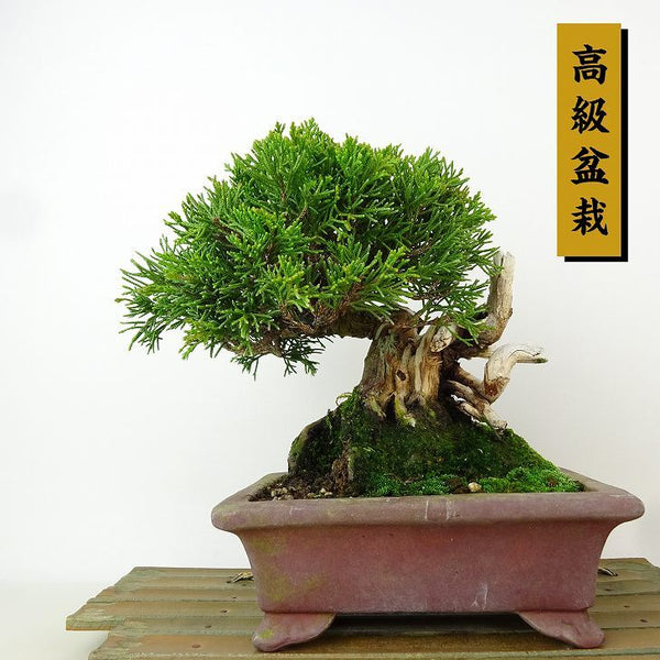 盆栽 真柏 樹高 約15cm しんぱく 高級盆栽 Juniperus chinensis シンパク ジン シャリ ヒノキ科 常緑樹 観賞用 小品 c1198407087