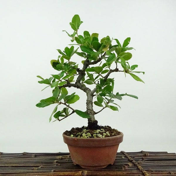 盆栽 姥目樫 樹高 約23cm うばめがし Quercus phillyraeoides ウバメガシ ブナ科 コナラ属 表緑樹 観賞用 f1198407346