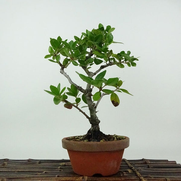 盆栽 姥目樫 樹高 約26cm うばめがし Quercus phillyraeoides ウバメガシ ブナ科 コナラ属 表緑樹 観賞用 m1198407028