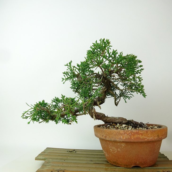 盆栽 真柏 樹高 約19cm しんぱく Juniperus chinensis シンパク “ジン シャリ” ヒノキ科 常緑樹 小品 観賞用 ...