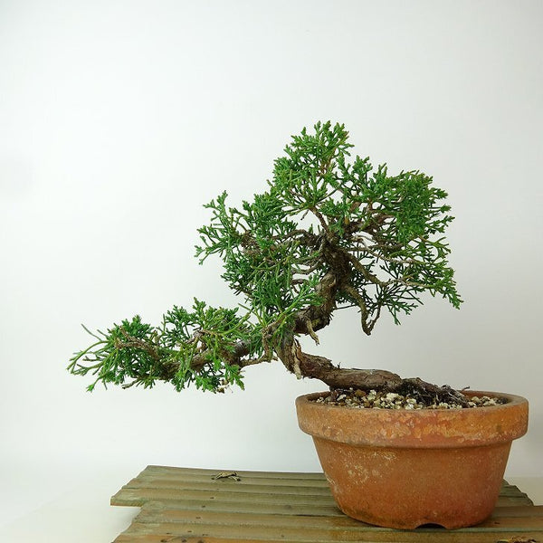 盆栽 真柏 樹高 約19cm しんぱく Juniperus chinensis シンパク “ジン シャリ” ヒノキ科 常緑樹 小品 観賞用 g1198414242