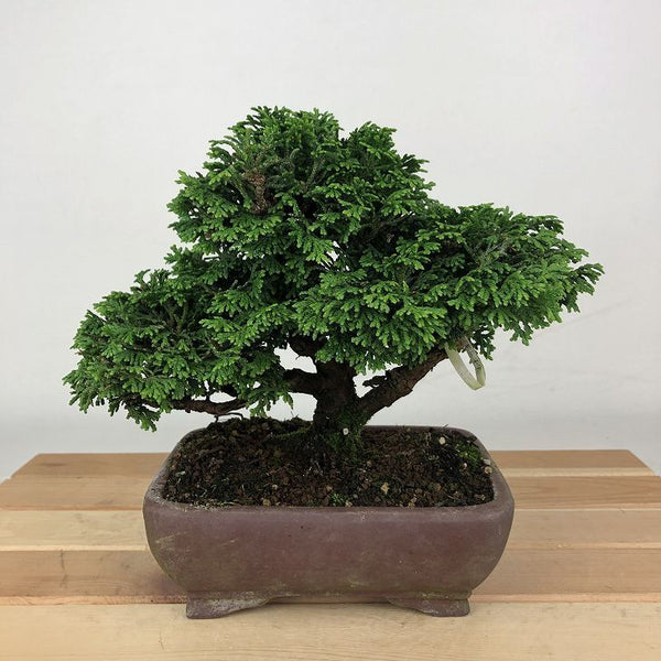 盆栽 桧 津山桧 樹高 約14cm つやまひのき Chamaecyparis obtusa ツヤマヒノキ ヒノキ科 常緑樹 観賞用 小品 f1198412912