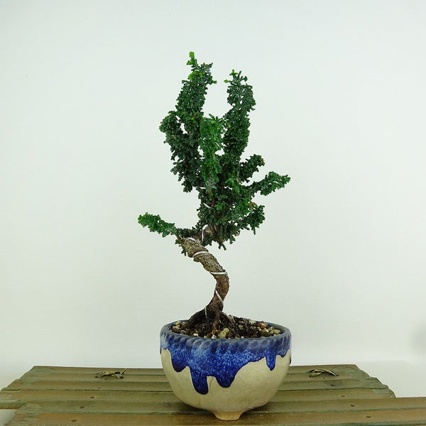 盆栽 桧 石化桧 樹高 約20cm せっかひのき Chamaecyparis obtusa セッカヒノキ ヒノキ科 常緑樹 観賞用 小品 m1198407531