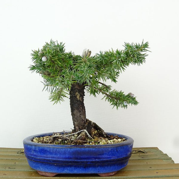 盆栽 松 杜松 樹高 約14cm としょう Juniperus rigida トショウ ジン ヒノキ科 常緑針葉樹 観賞用 小品 b1198420522