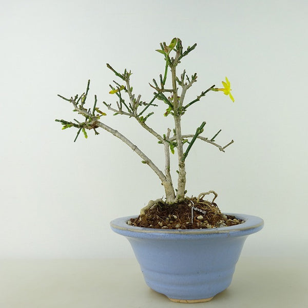 盆栽 黄梅 樹高 約14cm おうばい Jasminum nudiflorum オウバイ 花物 半つる性 モクセイ科 ソケイ属 落葉樹 観賞用 小品 s1198419250