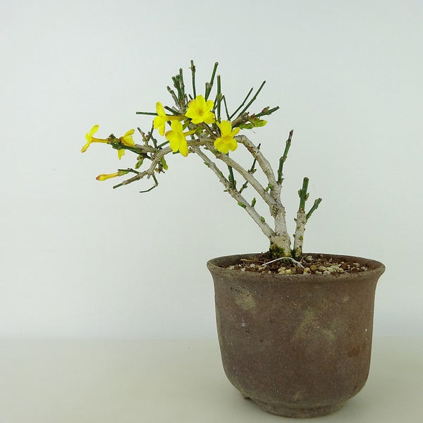 盆栽 黄梅 樹高 約13cm おうばい Jasminum nudiflorum オウバイ 花物 半つる性 モクセイ科 ソケイ属 落葉樹 観賞用 小品 j1198411134