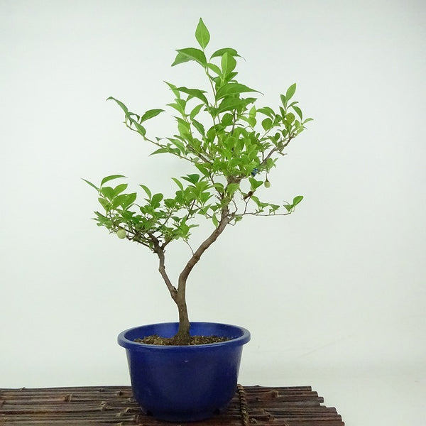 盆栽 エゴノキ 樹高 約36cm えごのき Styrax japonicus 実物 エゴノキ科 落葉樹 観賞用 e1198409391