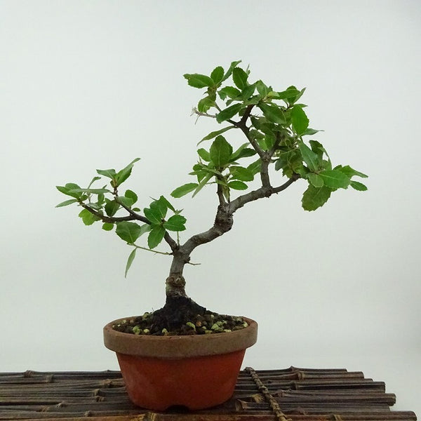 盆栽 姥目樫 樹高 約21cm うばめがし Quercus phillyraeoides ウバメガシ ブナ科 コナラ属 表緑樹 観賞用 d1198421778