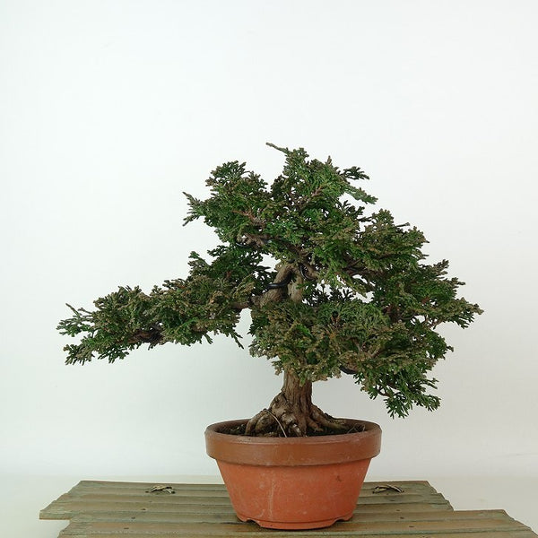 盆栽 桧 津山桧 樹高 19cm つやまひのき Chamaecyparis obtusa ツヤマヒノキ ジン ヒノキ科 常緑樹 観賞用 小品 l1198412118