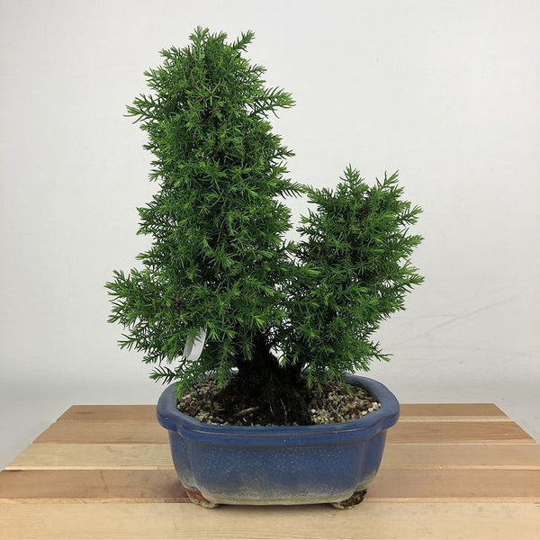 盆栽 杉 樹高 約23cm すぎ Cryptomeria japonica スギ ヒノキ科 スギ属 常緑樹 観賞用 s1198417853
