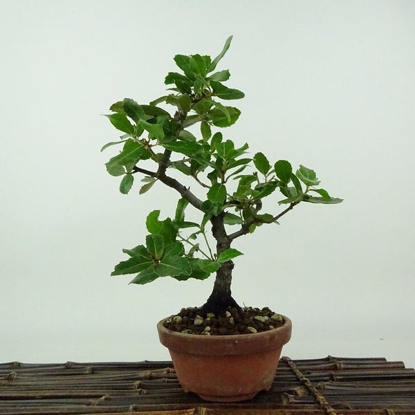 盆栽 姥目樫 樹高 約21cm うばめがし Quercus phillyraeoides ウバメガシ ブナ科 コナラ属 表緑樹 観賞用 e1198416604