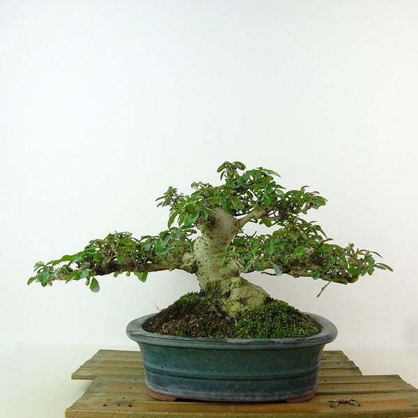 盆栽 水蝋樹 樹高 約16cm いぼたのき Ligustrum obtusifolium イボタノキ モクセイ科 イボタノキ属 落葉樹 観賞用 小品 t1198407734