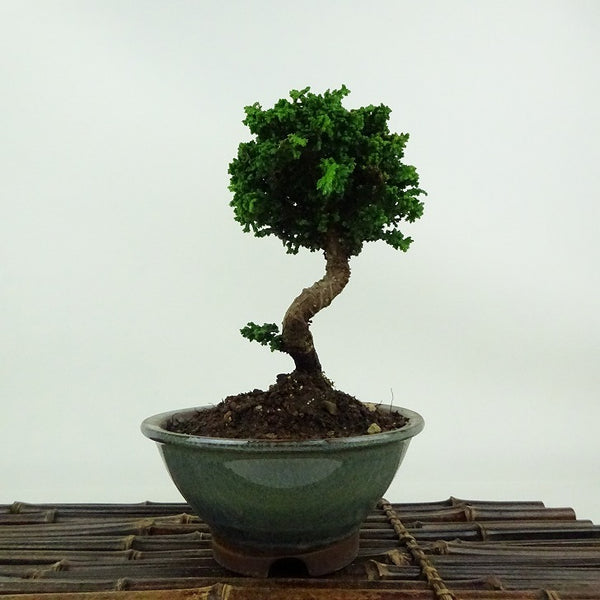 盆栽 桧 石化桧 樹高 約15cm せっかひのき Chamaecyparis obtusa セッカヒノキ ヒノキ科 常緑樹 観賞用 小品 g1198415943