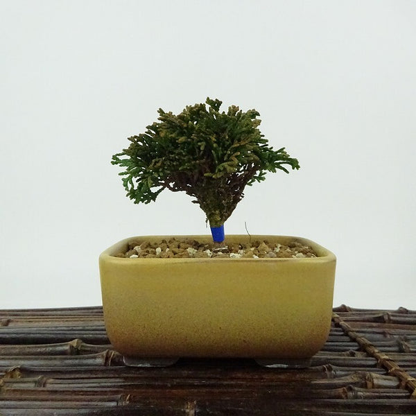 盆栽 桧 連山桧 樹高 約7cm ひのき Chamaecyparis obtuse ヒノキ ヒノキ科 常緑樹 観賞用 小品 b1198424161