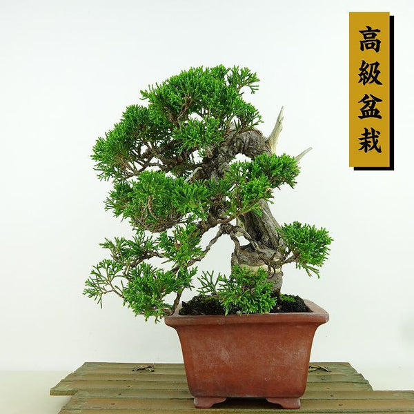 盆栽 真柏 樹高 約20cm しんぱく 高級盆栽 Juniperus chinensis シンパク “ジン シャリ” ヒノキ科 常緑樹 観賞用 小品 c1198404397
