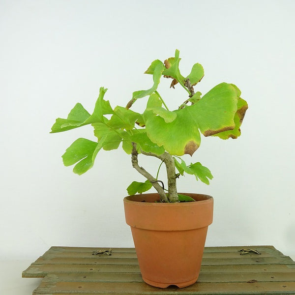 盆栽 銀杏 樹高 約16cm いちょう Ginkgo biloba イチョウ 紅葉 イチョウ科 落葉樹 観賞用 小品 s1198414226
