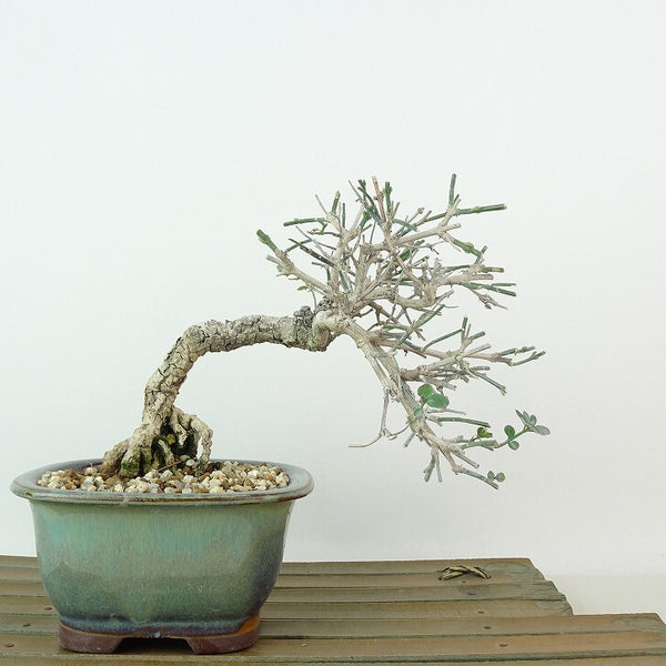 盆栽 黄梅 樹高 約13cm おうばい Jasminum nudiflorum オウバイ 半つる性 モクセイ科 ソケイ属 落葉樹 観賞用 小品 k1198413610