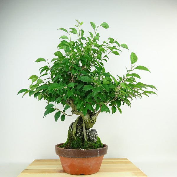 盆栽 梅擬 樹高 約48cm うめもどき Ilex serrata ウメモドキ 石付き モチノキ科 落葉樹 観賞用 b1198417739