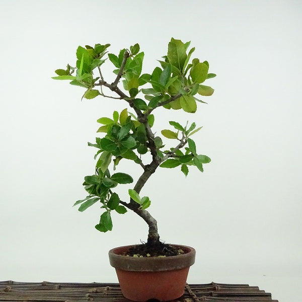 盆栽 姥目樫 樹高 約26cm うばめがし Quercus phillyraeoides ウバメガシ ブナ科 コナラ属 表緑樹 観賞用 c1198404737