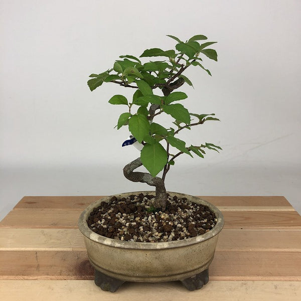 盆栽 エゴノキ 樹高 約18cm えごのき Styrax japonicus エゴノキ科 落葉樹 観賞用 小品 j1198415463