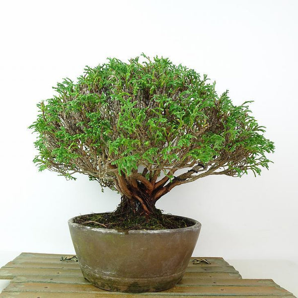 盆栽 檜葉 樹高 約19cm ひば Thujopsis dolabrata ヒバ ヒノキ科 アスナロ属 常緑性 観賞用 小品 v1198442060