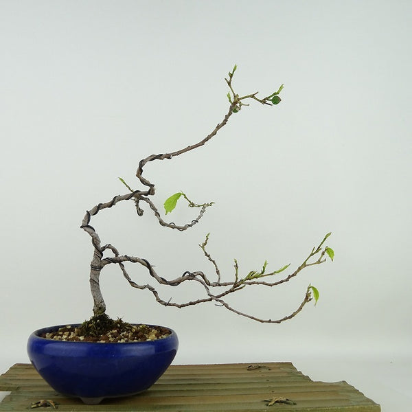 盆栽 犬枇杷 樹高 約24cm いぬびわ Ficus erecta イヌビワ クワ科 イチジク属 落葉樹 観賞用 d1198424233