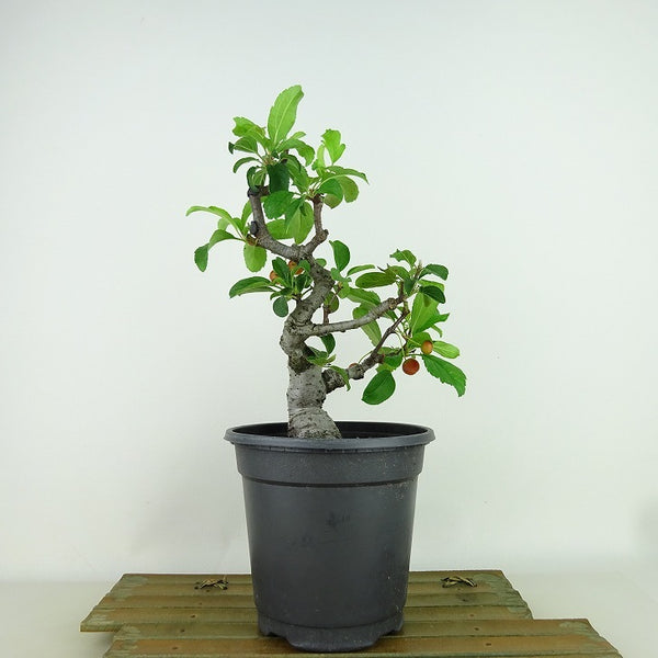 盆栽 海棠 樹高 約22cm かいどう Malus micromalus カイドウ 実物 バラ科 落葉樹 観賞用 f1198414108