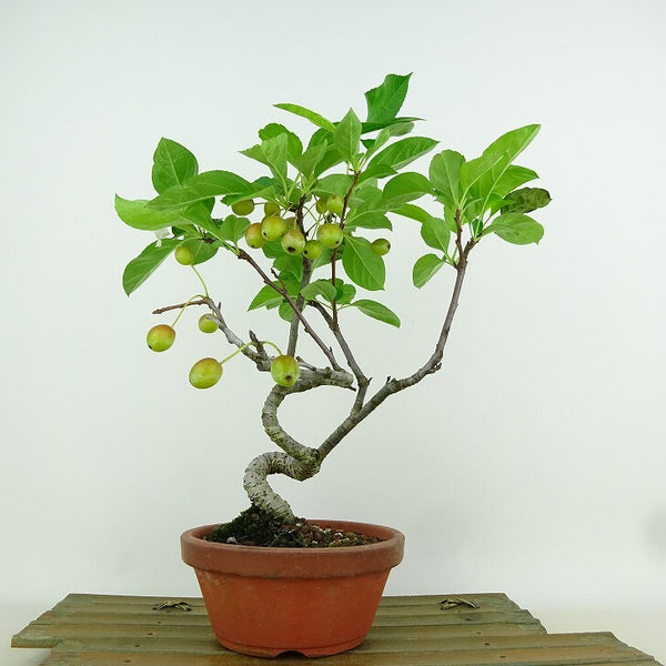 盆栽 海棠 樹高 約25cm かいどう Malus micromalus カイドウ 実 バラ科 落葉樹 観賞用 w1198414852