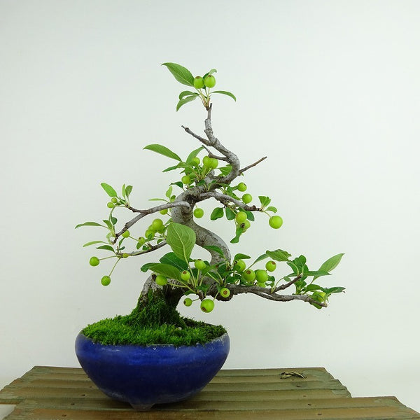盆栽 海棠 樹高 約23cm かいどう Malus micromalus カイドウ 実 バラ科 落葉樹 観賞用 r1198403993