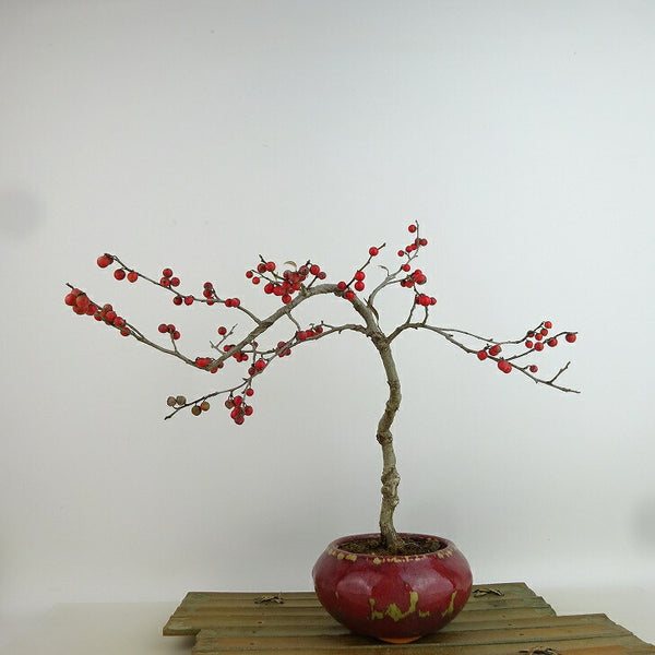 盆栽 梅擬 樹高 約26cm うめもどき Ilex serrata ウメモドキ 実物 モチノキ科 落葉樹 観賞用 o1198422439