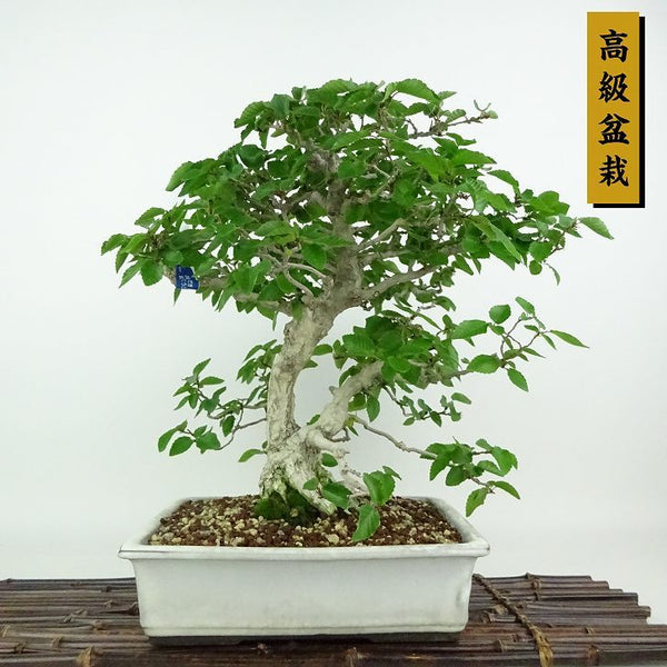盆栽 岩四手 樹高 約30cm いわしで Carpinus turczaninovii イワシデ カバノキ科 落葉樹 観賞用 m1198411505