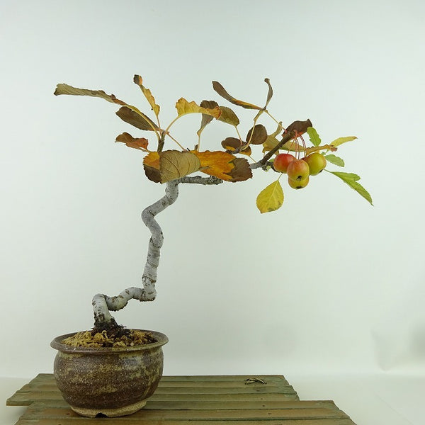 盆栽 海棠 樹高 約22cm かいどう Malus micromalus カイドウ 大実 バラ科 落葉樹 観賞用 t1198406642