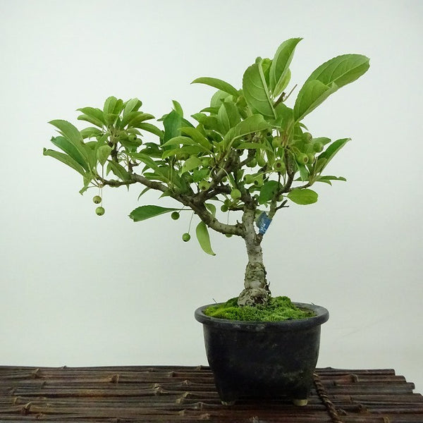盆栽 海棠 樹高 約23cm かいどう Malus micromalus カイドウ バラ科 落葉樹 観賞用 g1198418925