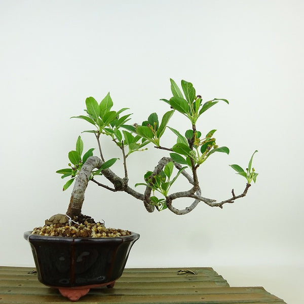 盆栽 深山 海棠 樹高 約18cm かいどう Malus micromalus カイドウ 花 バラ科 落葉樹 観賞用 小品 h1198424674