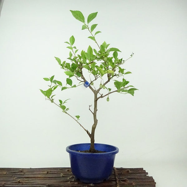 盆栽 エゴノキ 樹高 約36cm えごのき Styrax japonicus 実物 エゴノキ科 落葉樹 観賞用 u1198424941