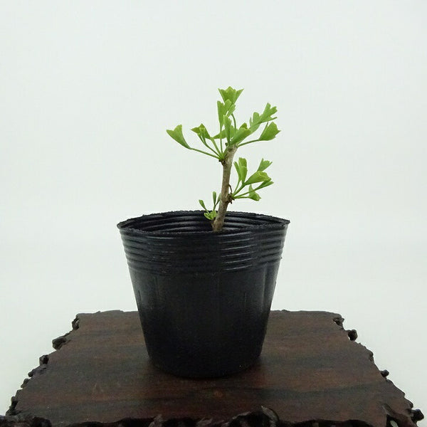 盆栽 銀杏 樹高 約7cm いちょう Ginkgo biloba イチョウ 紅葉 イチョウ科 落葉樹 観賞用 小品 1198409852