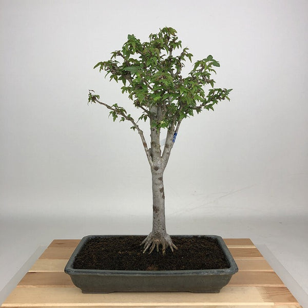 盆栽 楓 樹高 約34cm かえで Acer カエデ 紅葉 カエデ科 落葉樹 観賞用 l1198410667