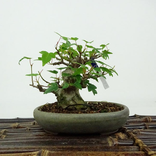 盆栽 楓 樹高 約8cm かえで Acer カエデ 紅葉 カエデ科 落葉樹 観賞用 小品 o1198426374