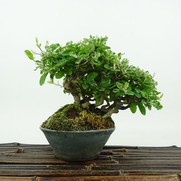 盆栽 水蝋樹 樹高 約10cm いぼたのき Ligustrum obtusifolium イボタノキ 斑入り モクセイ科 イボタノキ属 落葉樹 観賞用 小品 h1198426913