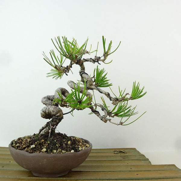 盆栽 松 赤松 樹高 約16cm あかまつ Pinus densiflora アカマツ red pine マツ科 常緑樹 観賞用 小品 g1198419077