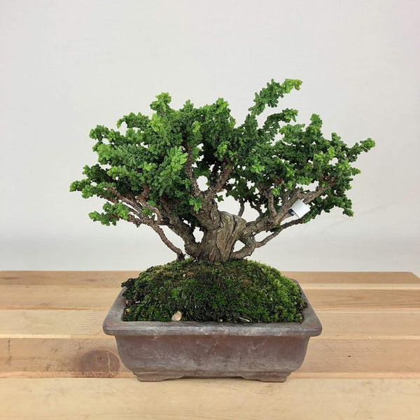 盆栽 桧 石化桧 樹高 約12cm せっかひのき Chamaecyparis obtusa セッカヒノキ ヒノキ科 常緑樹 観賞用 小品 c1198404995