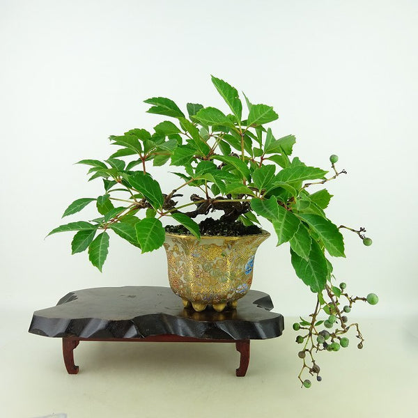 盆栽 アメリカヅタ 樹高 上下 約31cm あめりかづた Parthenocissus quinquefolia つる性 ブドウ科 ツタ属 落葉樹 庭木 観賞用 w1198410774