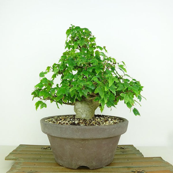 盆栽 楓 樹高 約20cm かえで Acer カエデ 紅葉 カエデ科 落葉樹 観賞用 小品 x1198408342