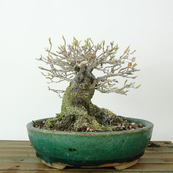 盆栽 楓 樹高 約11cm かえで Acer カエデ 紅葉 カエデ科 落葉樹 観賞用 小品 c1198412857