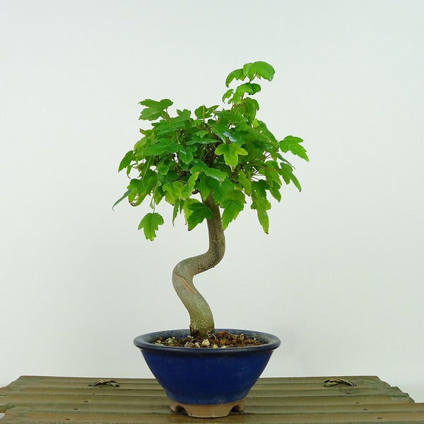 盆栽 楓 樹高 約19cm かえで Acer カエデ 紅葉 カエデ科 落葉樹 観賞用 小品 j1198418459