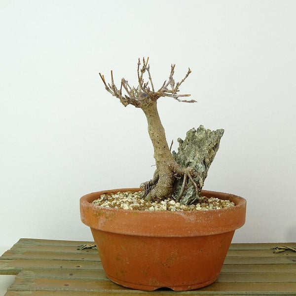 盆栽 楓 樹高 約11cm かえで Acer カエデ 石付き 紅葉 カエデ科 落葉樹 観賞用 小品 b1198416447