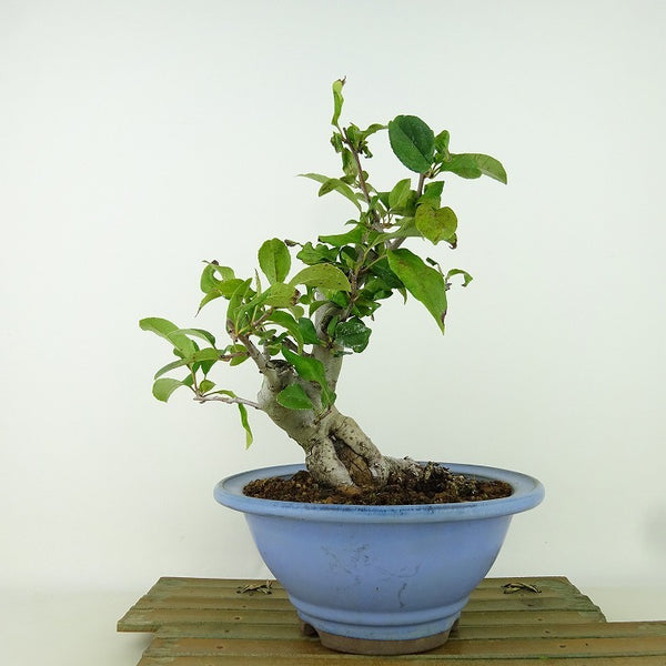 盆栽 花海棠 樹高 約23cm はなかいどう Malus halliana ハナカイドウ バラ科 リンゴ属 落葉樹 観賞用 u1198422844